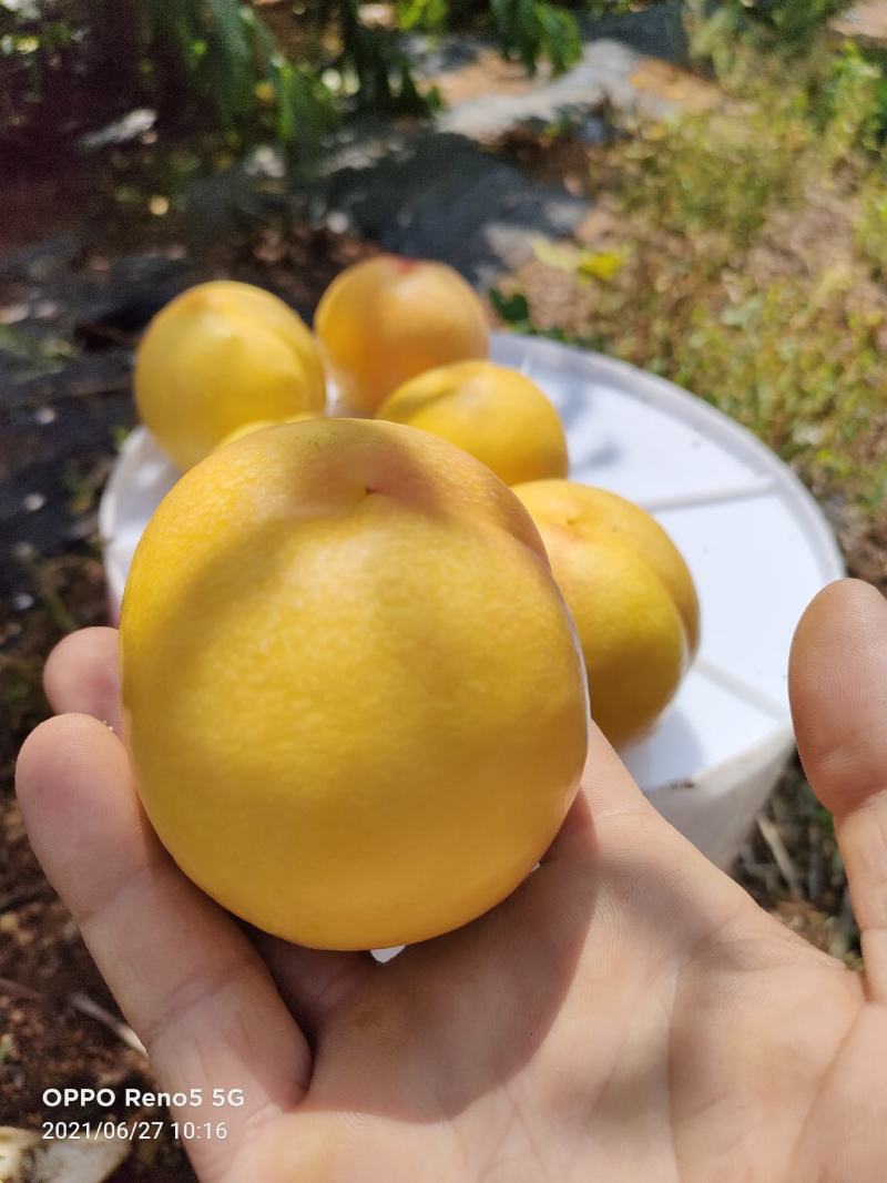 四八黄油大量上市