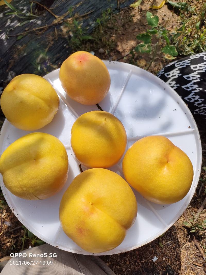 四八黄油大量上市