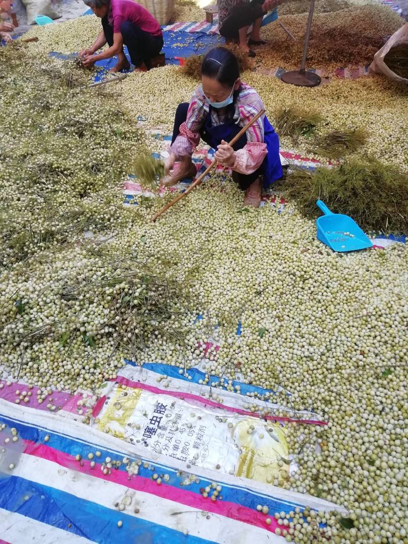 龙州特产山黄皮干2021新鲜干货，无核，足够干，量大从优