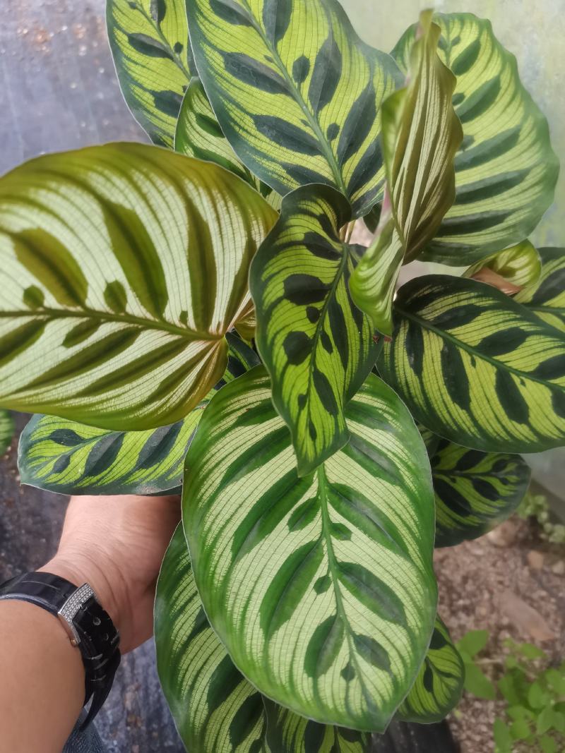 孔雀竹芋产地供应，一手货源，品质保证，价格优！
