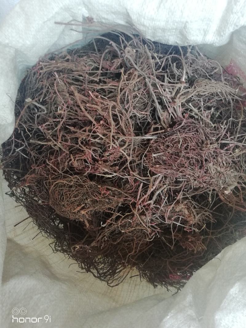 茜草，自己菜挖中药材干品