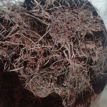 茜草，自己菜挖中药材干品