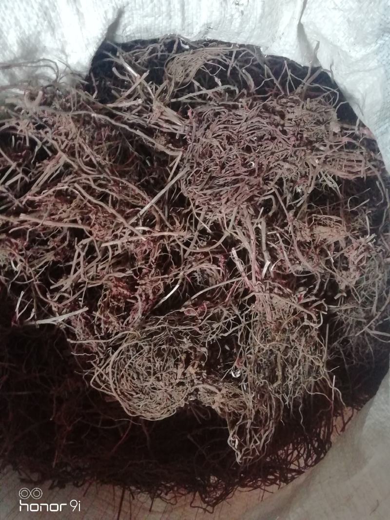 茜草，自己菜挖中药材干品