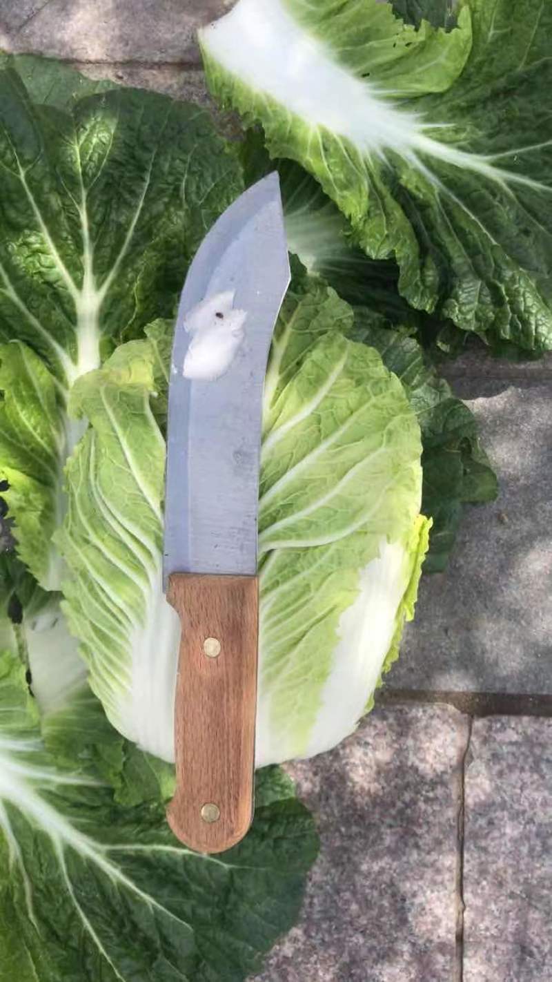黄心大白菜，物美价廉，营养丰富