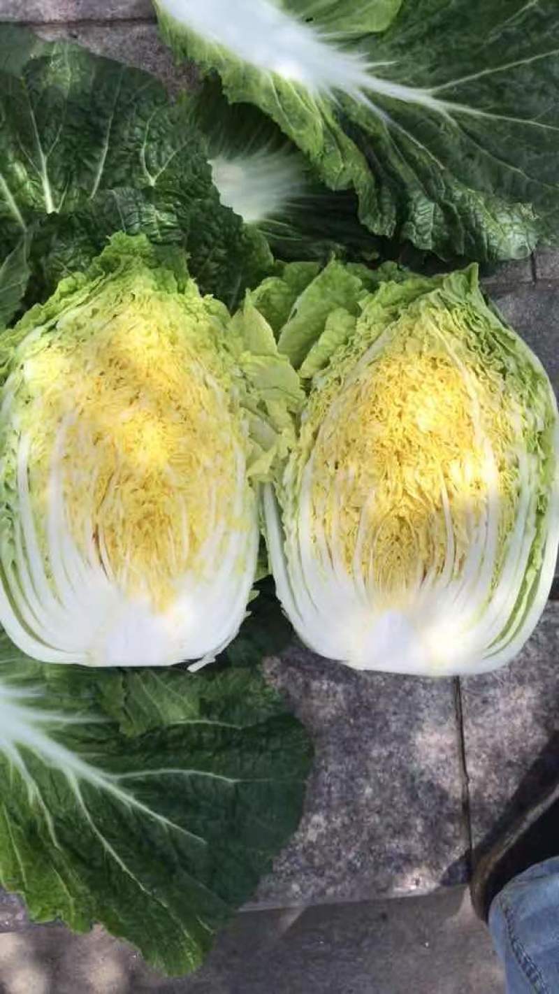 黄心大白菜，物美价廉，营养丰富