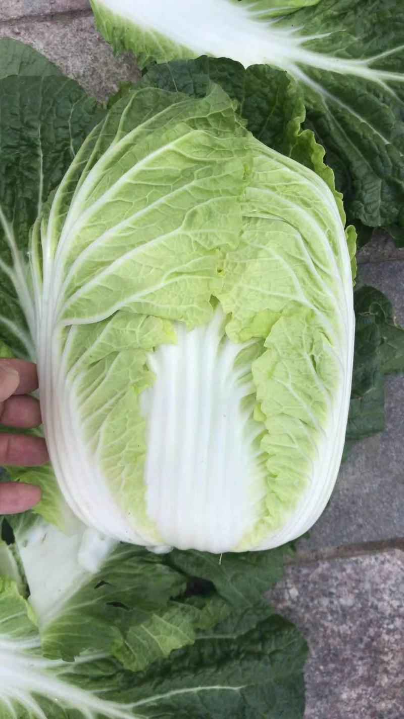黄心大白菜，物美价廉，营养丰富