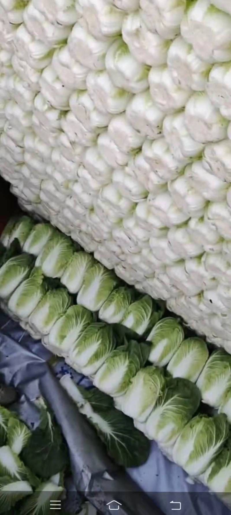 黄心大白菜，物美价廉，营养丰富