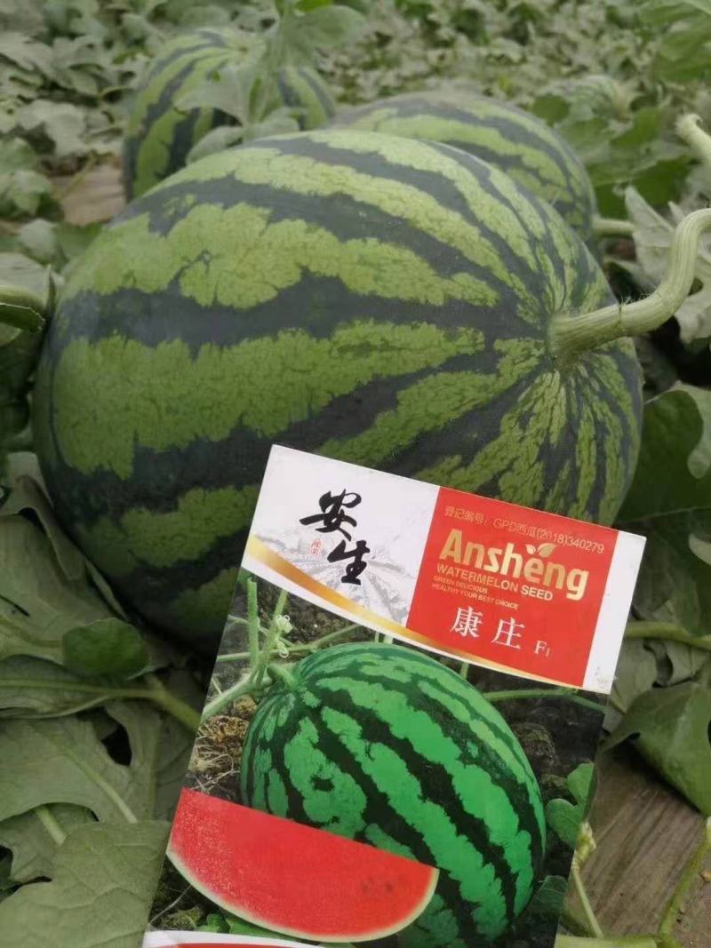 8424西瓜苗甜王西瓜苗自根系嫁接系