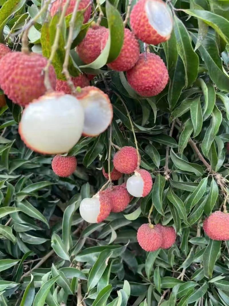 口感好，香胞名脾九里香质量保证，价格美丽3