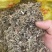 翻白草天然无硫翻白草一手货源