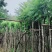 广东普宁蓝花楹，各种规格，场地直销，量大从优，品质保证