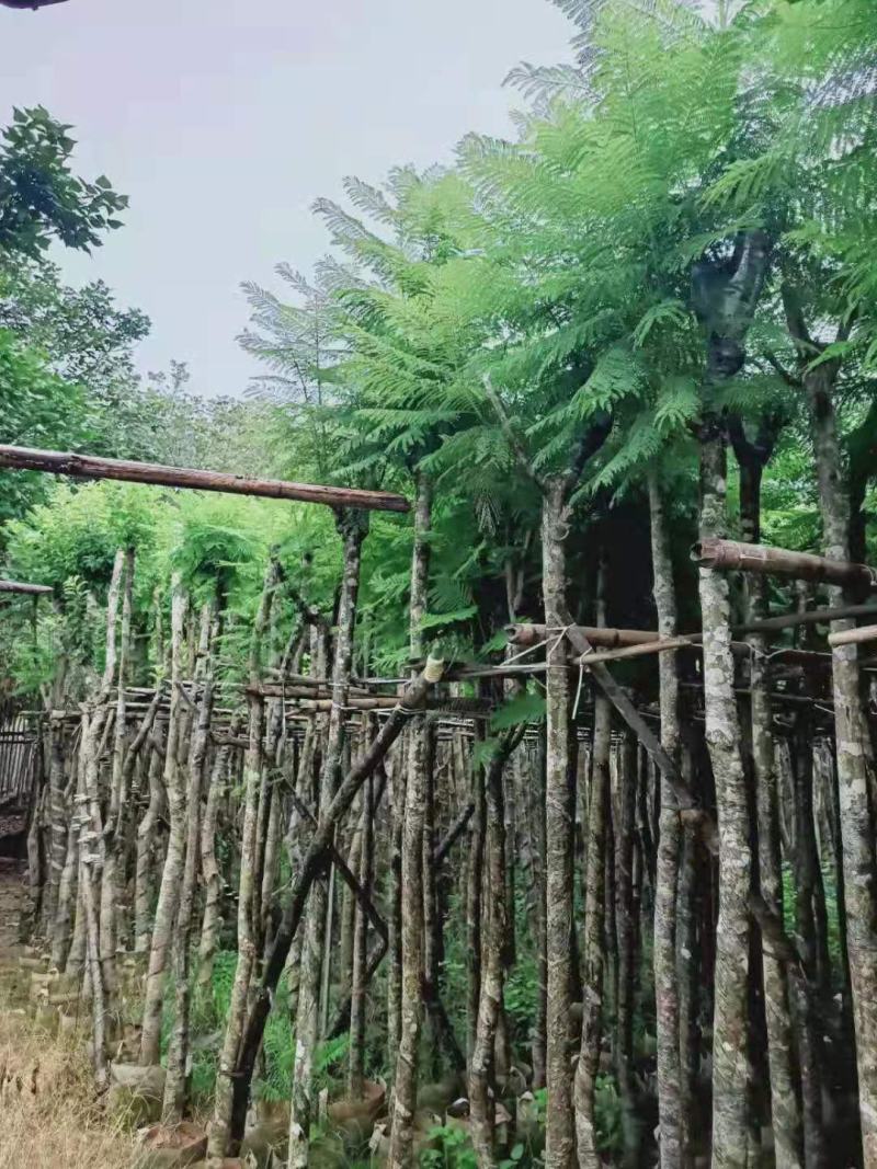 广东普宁蓝花楹，各种规格，场地直销，量大从优，品质保证