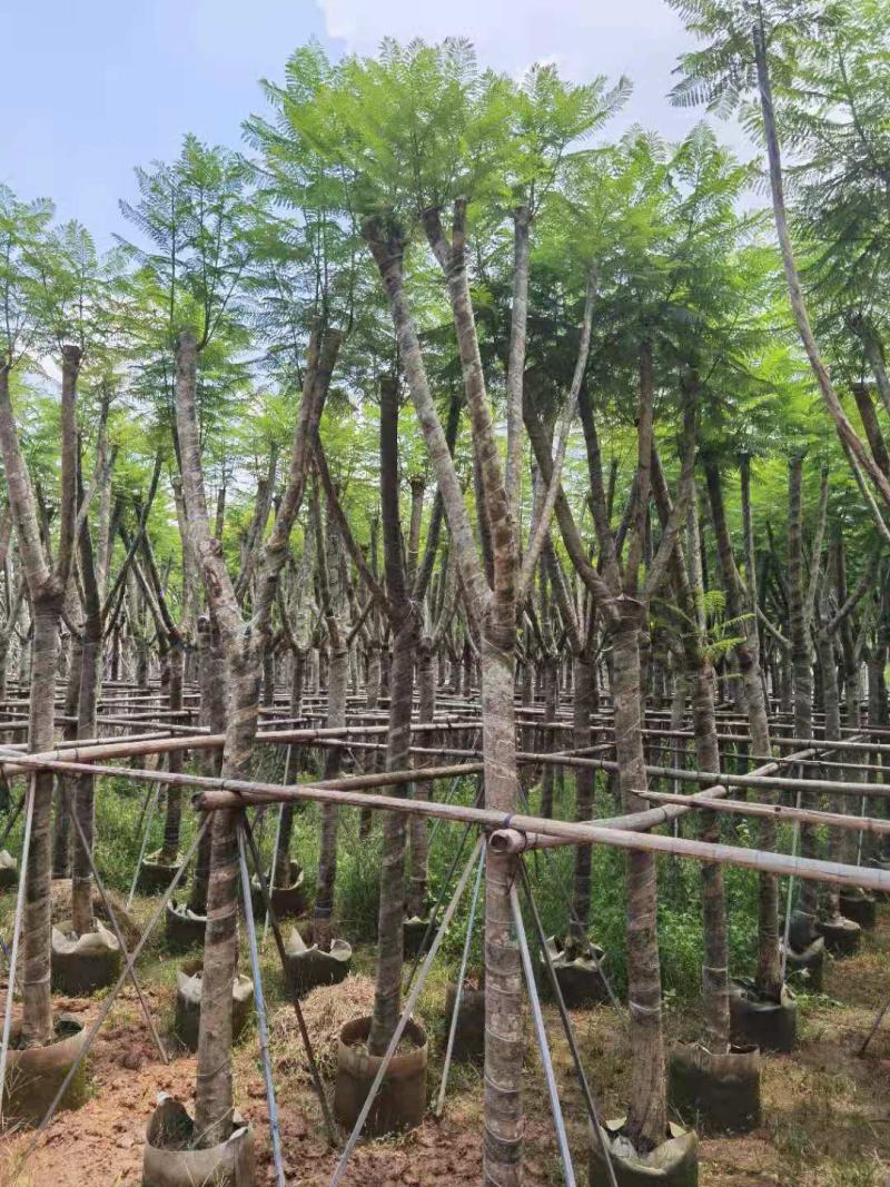 广东普宁蓝花楹，各种规格，场地直销，量大从优，品质保证