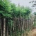 广东普宁蓝花楹，各种规格，场地直销，量大从优，品质保证