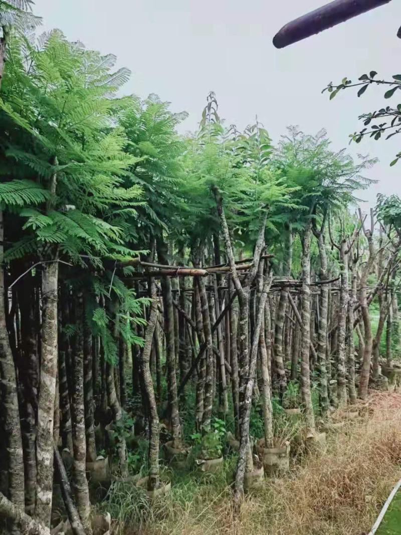 广东普宁蓝花楹，各种规格，场地直销，量大从优，品质保证
