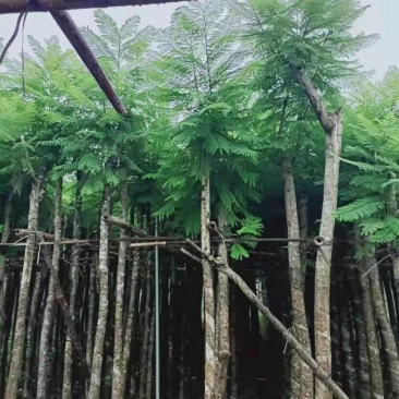 广东普宁蓝花楹，各种规格，场地直销，量大从优，品质保证