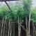 广东普宁蓝花楹，各种规格，场地直销，量大从优，品质保证