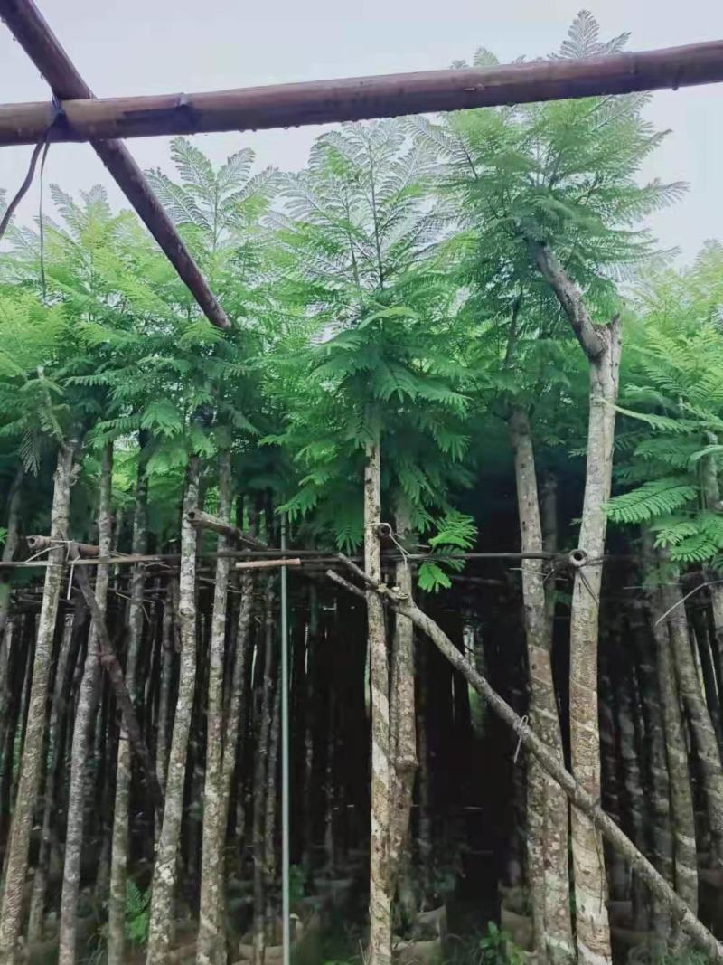广东普宁蓝花楹，各种规格，场地直销，量大从优，品质保证