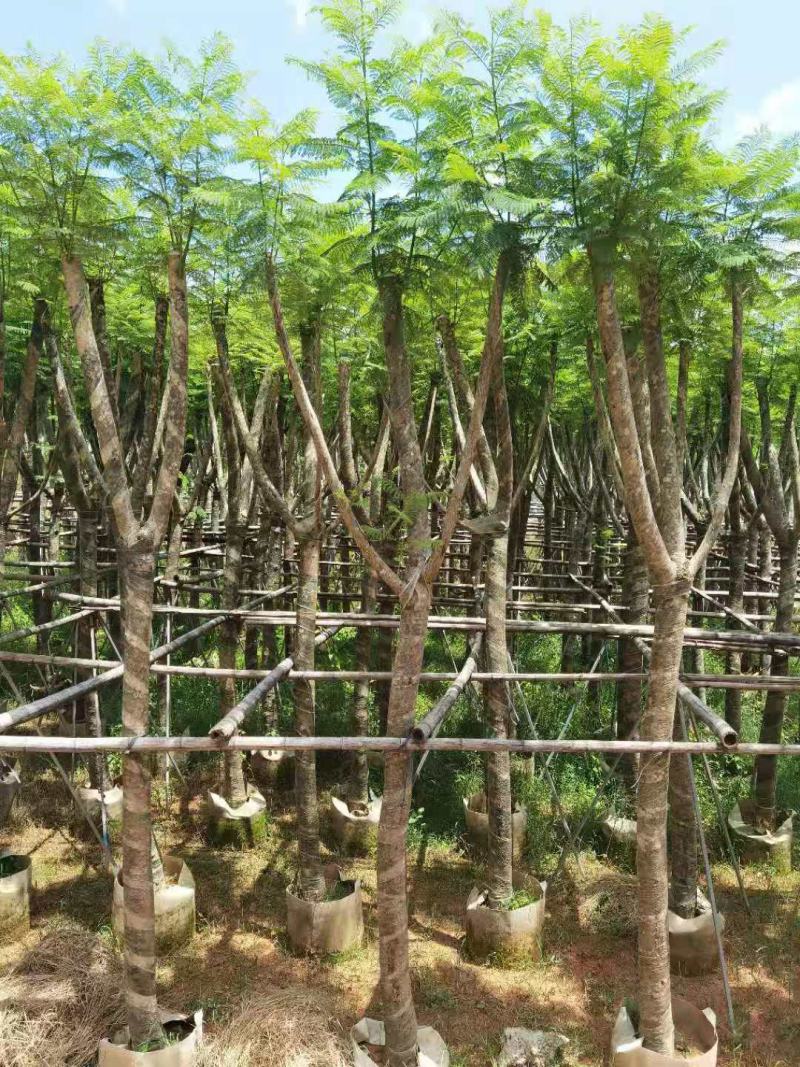 广东普宁蓝花楹，各种规格，场地直销，量大从优，品质保证