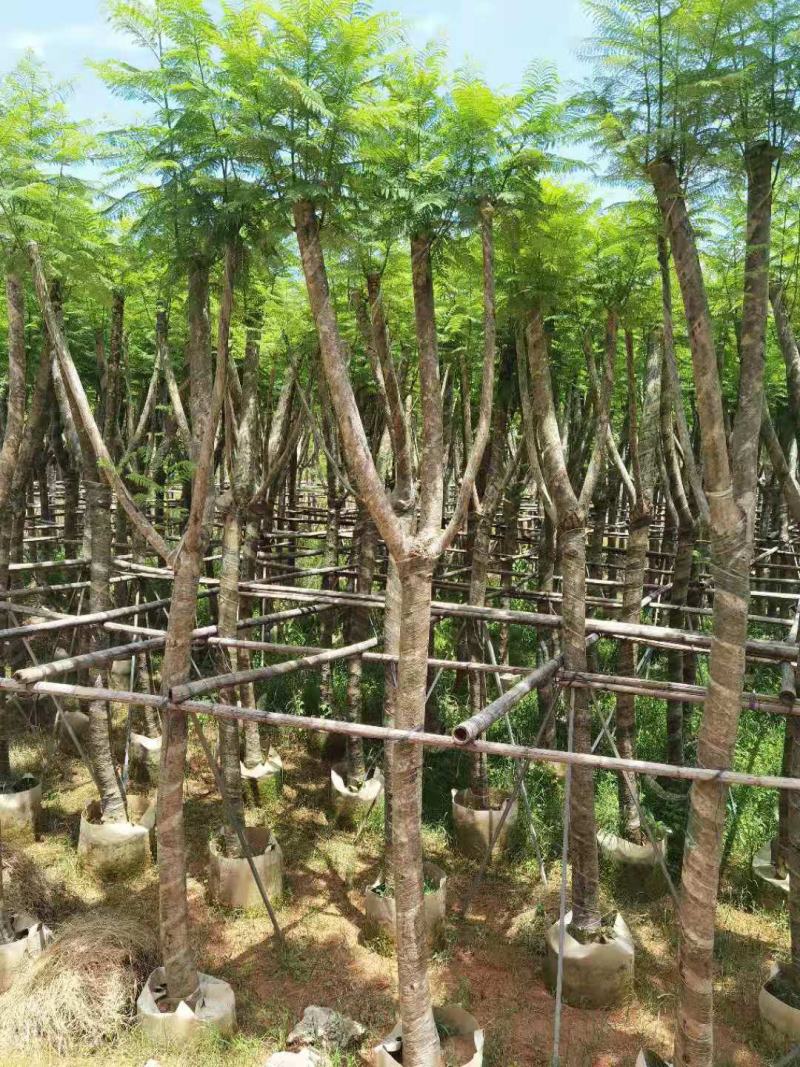 广东普宁蓝花楹，各种规格，场地直销，量大从优，品质保证