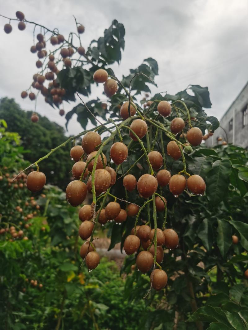 黑黄皮