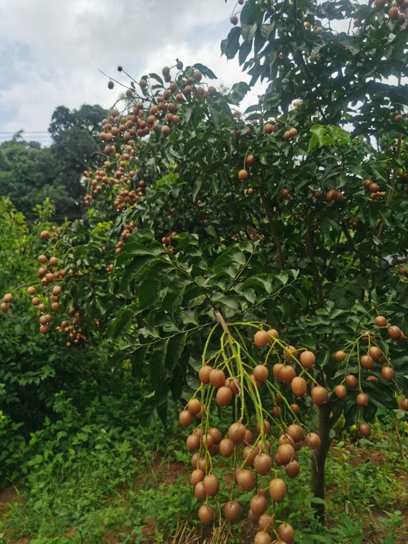 黑黄皮