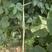 茂华绿金条豆角种子，翠绿条，条长90厘米，不鼓籽无鼠尾