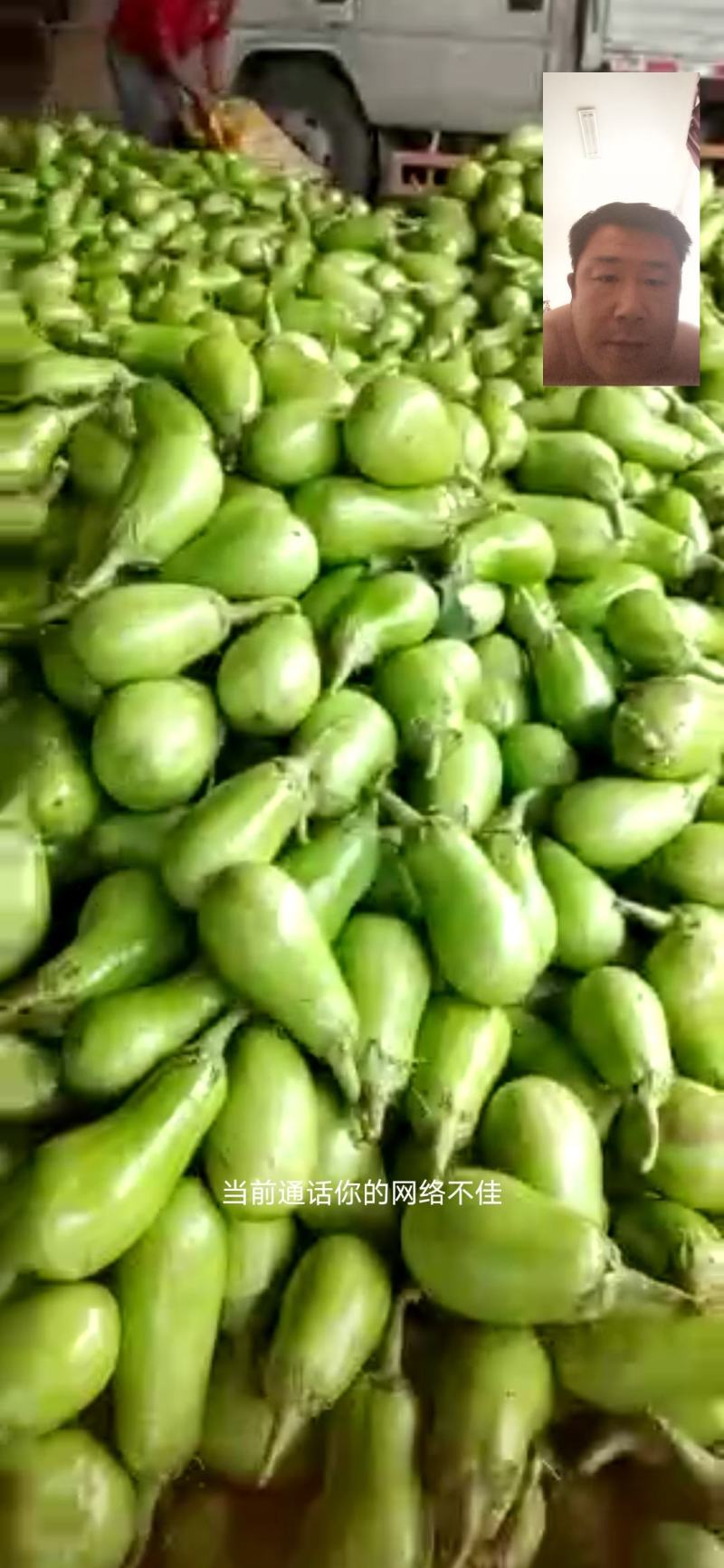 绿茄子