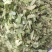 淫羊藿干货量大从优欢迎选购！