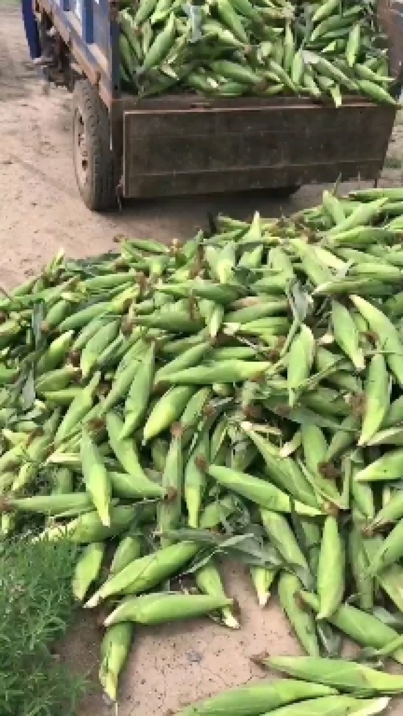 万糯2000