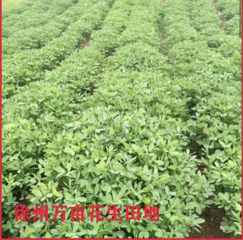 新鲜四粒红花生，颗颗饱满，万亩花生基地，欢迎洽谈