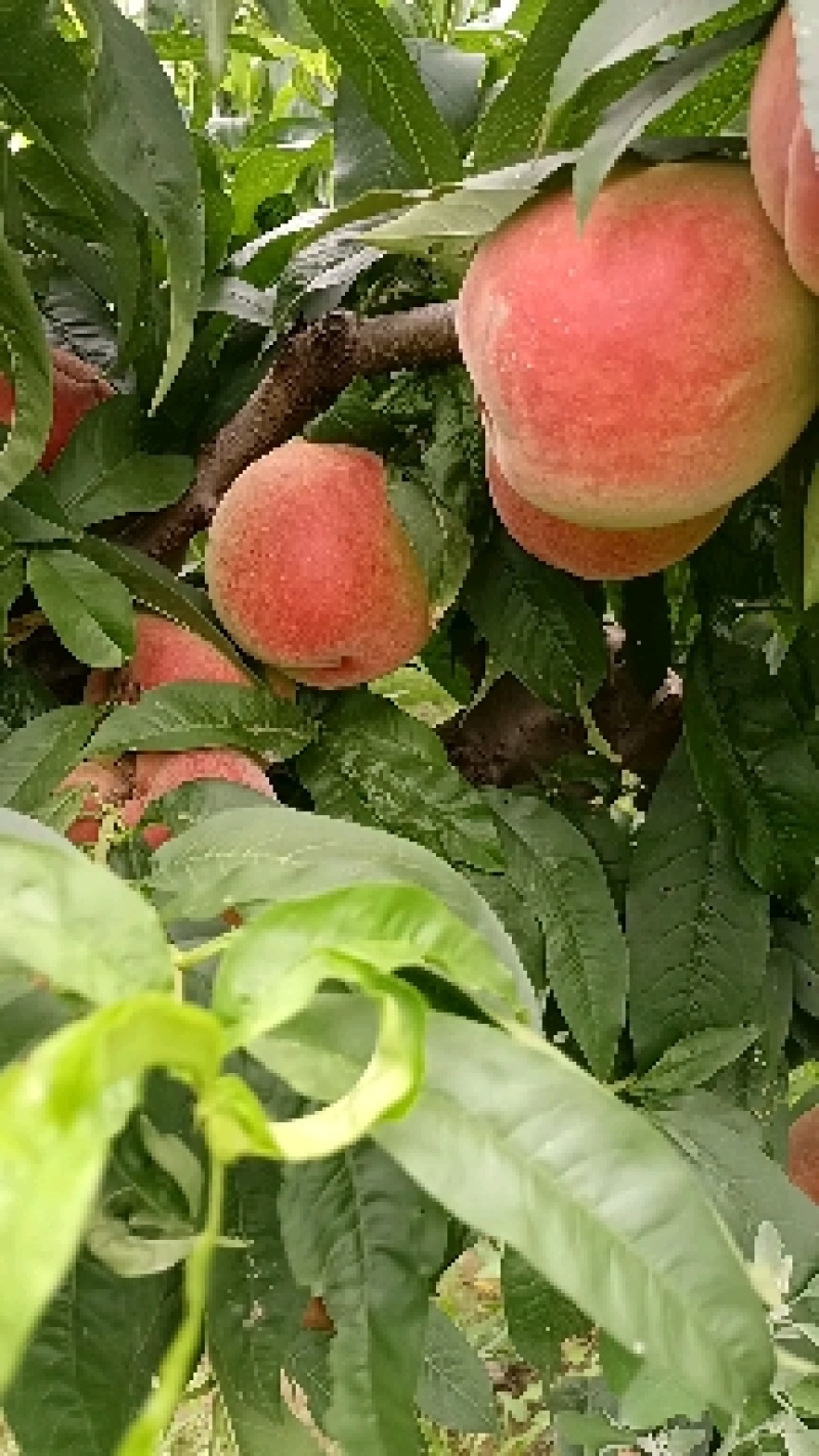 陕西渭南大荔县毛桃水蜜桃个头大75起8590盖面糖度高