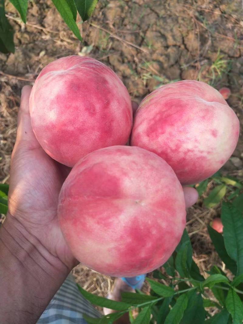 陕西渭南大荔县毛桃水蜜桃个头大75起8590盖面糖度高