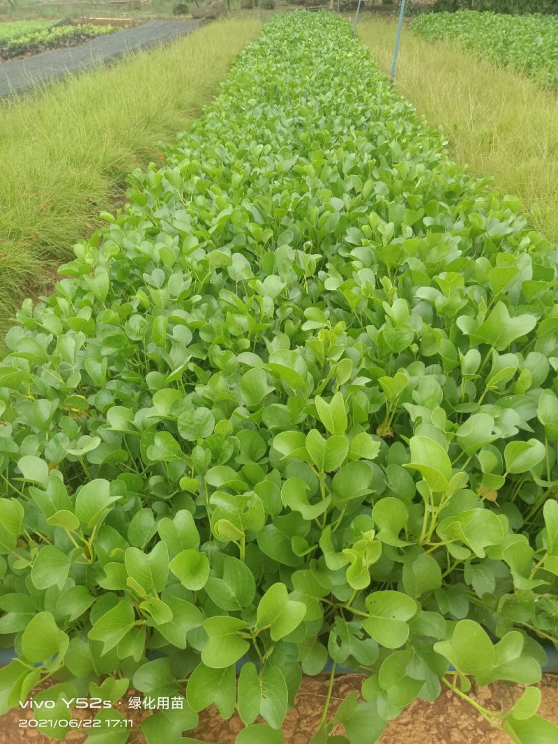 大量绿化马安藤出售