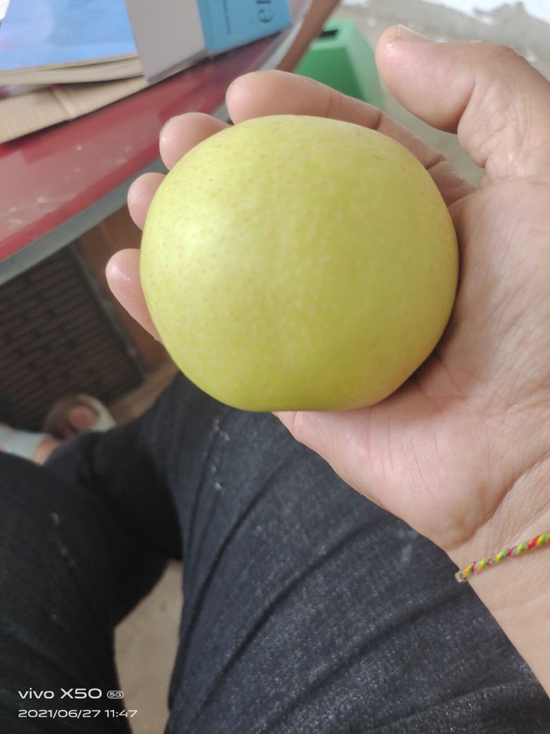 早熟黄金梨！！！！！！！！！！！！！！！！