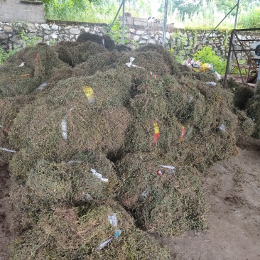 出售黄毛耳草，有大货，精品销售