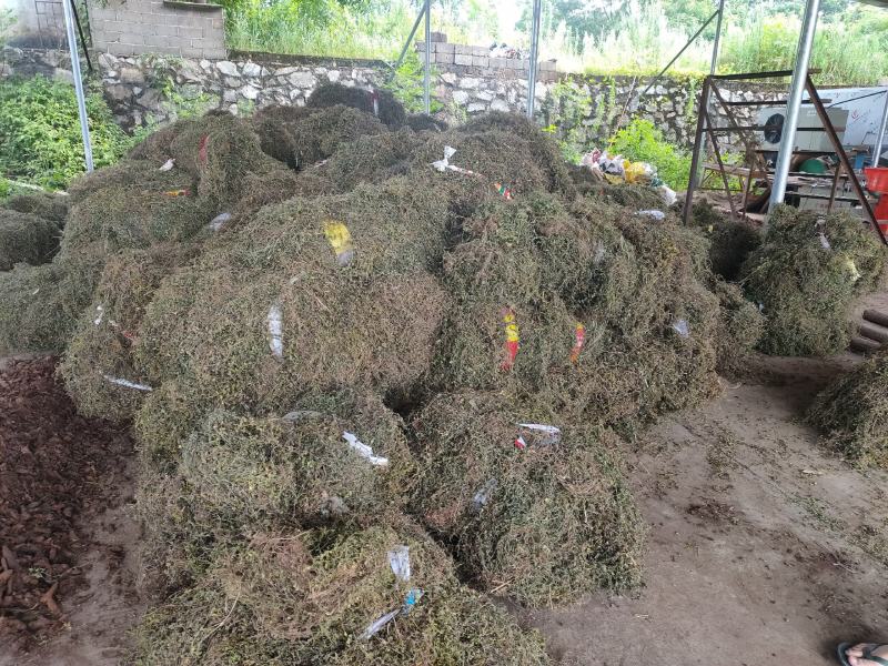 出售黄毛耳草，有大货，精品销售