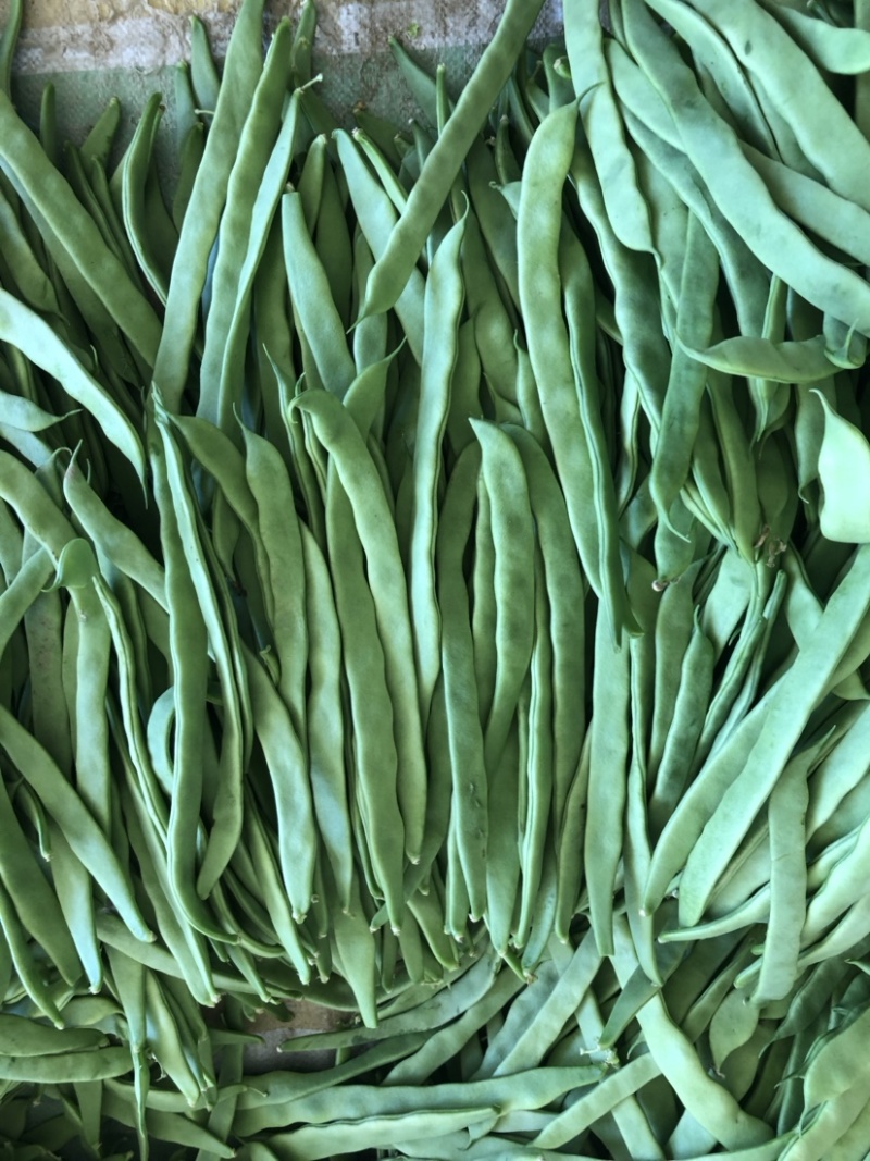 应县扁豆角，精品扁芸豆，条型好，产地直供货源充足