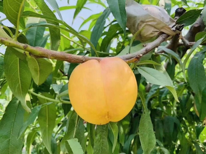 油桃大量下树