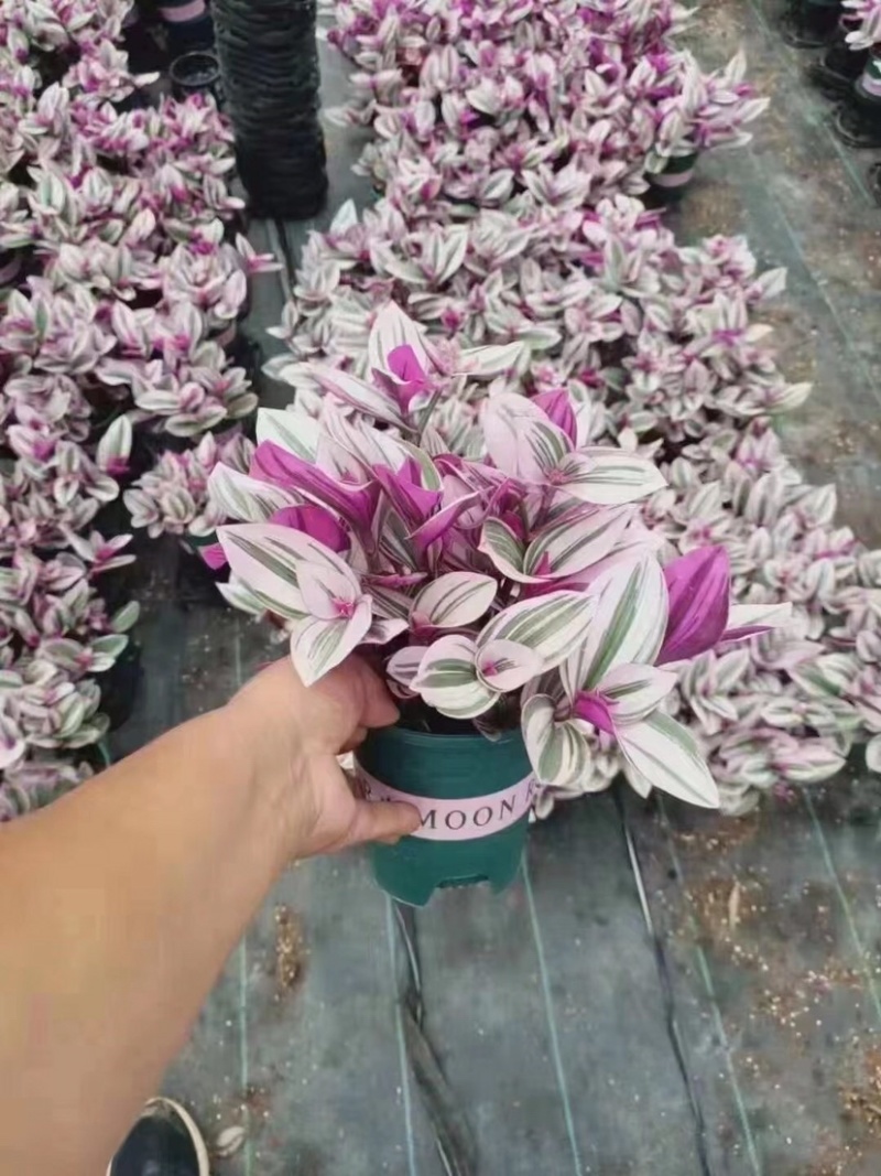 婚礼油画吊兰网红同款绿植产地直销批发量大更优惠