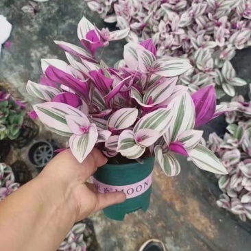 婚礼油画吊兰网红同款绿植产地直销批发量大更优惠