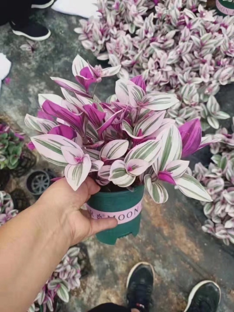 婚礼油画吊兰网红同款绿植产地直销批发量大更优惠