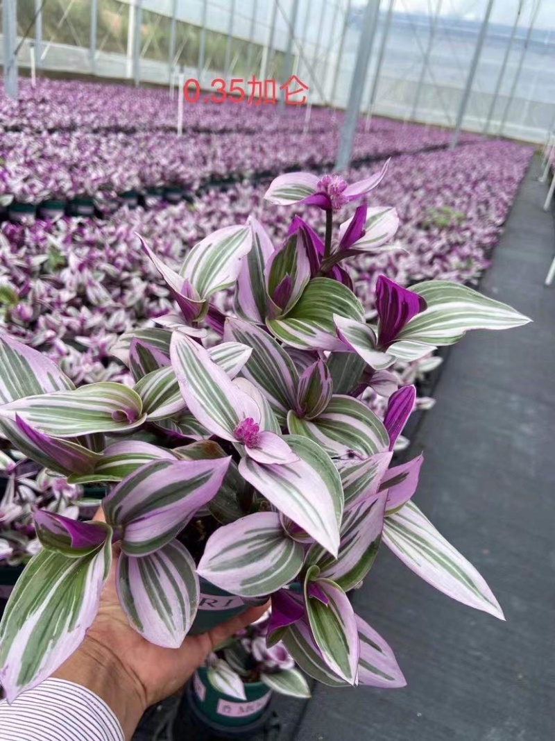 婚礼油画吊兰网红同款绿植产地直销批发量大更优惠