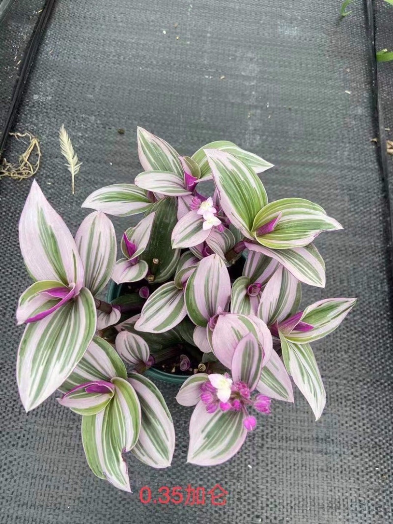 婚礼油画吊兰网红同款绿植产地直销批发量大更优惠