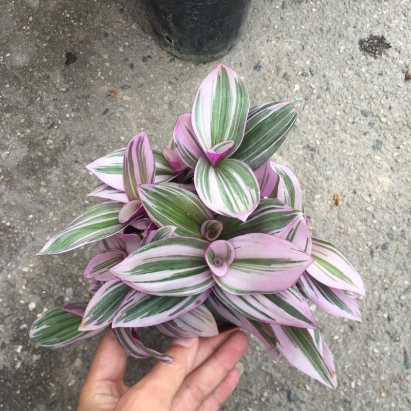 婚礼油画吊兰网红同款绿植产地直销批发量大更优惠