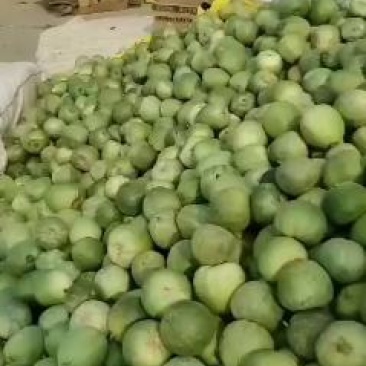 绿宝甜瓜大量上市中欢迎各位老板前来收购种植面积大口感好