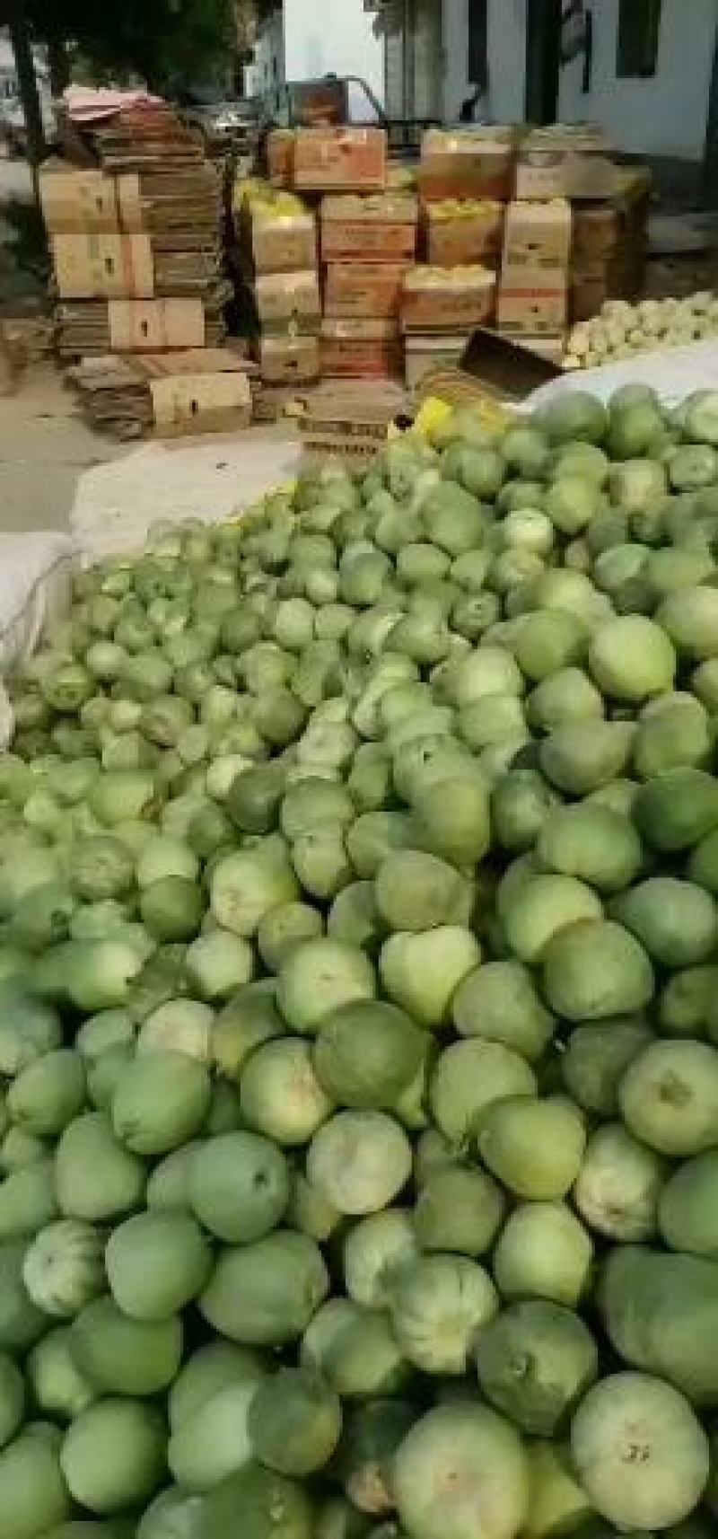 绿宝甜瓜大量上市中欢迎各位老板前来收购种植面积大口感好