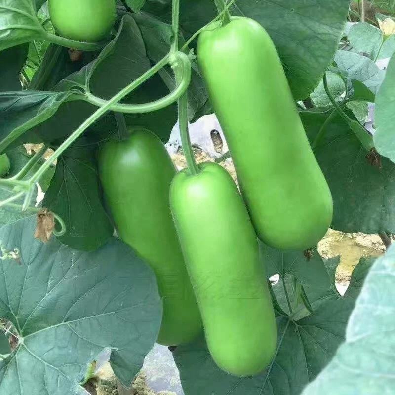 湖北万亩瓠子瓜基地瓠子瓠瓜条形好个头均匀大量上市