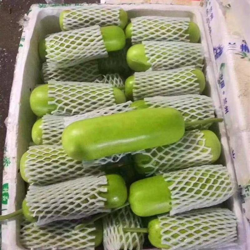 湖北万亩瓠子瓜基地瓠子瓠瓜条形好个头均匀大量上市