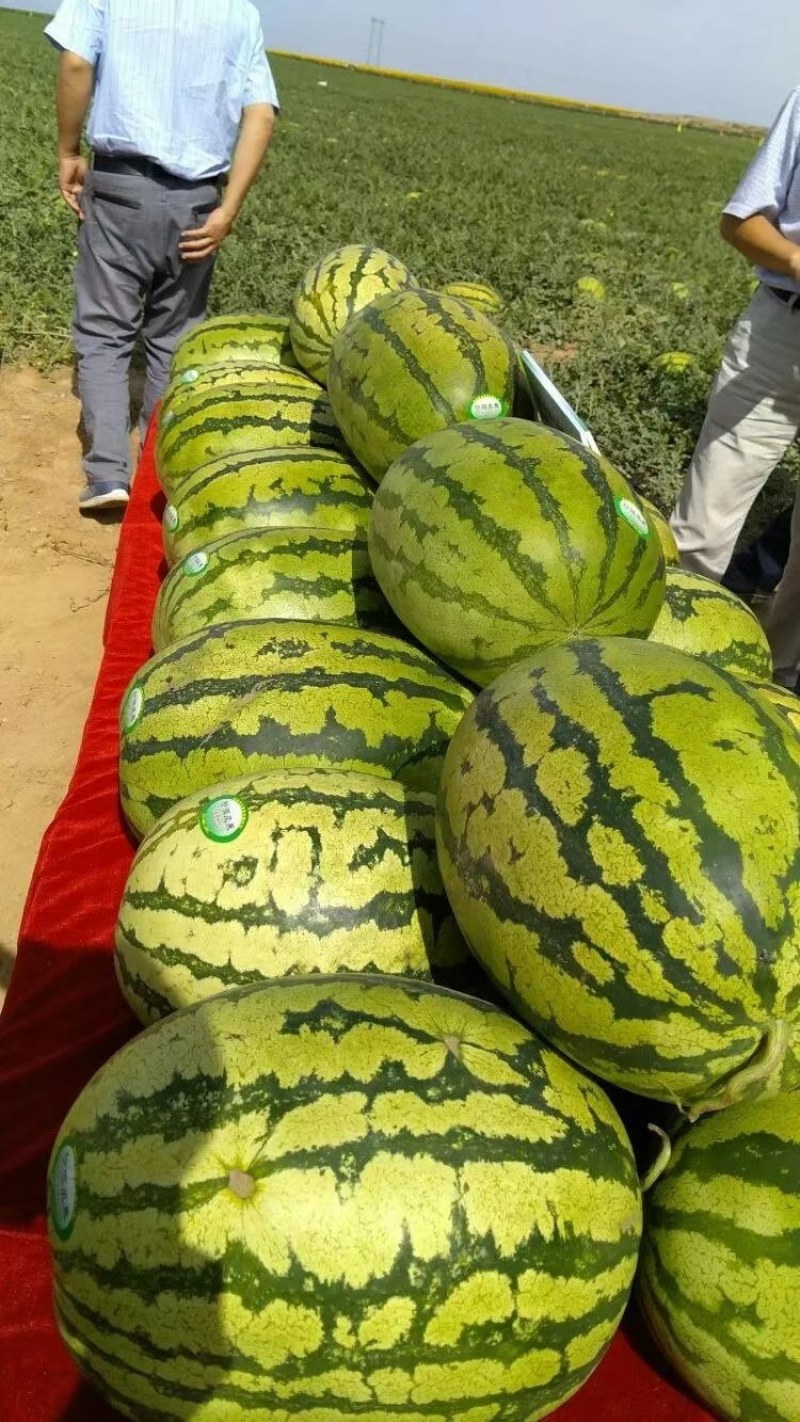 宁夏中卫硒砂瓜大量供应产地批发大量供应代发全国